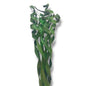 Palme bouclé pour decoration interieur 1,5m vert 10branches - SQES